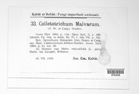 Colletotrichum malvarum image